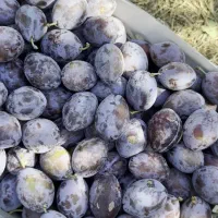 ارقام مختلف نهال موجود در نهالستان