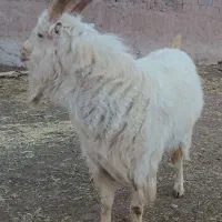 نر بز|حیوانات مزرعه|شاهرود, |دیوار