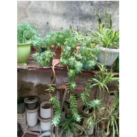 به گلخانه کوچک ما خوش امدین|گل و گیاه طبیعی|رشت, کوی امام رضا|دیوار