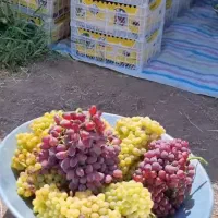 انگور کشمش درجه یک و به شرط ارگانیک