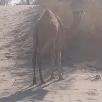 بچه شتر نه ماهه|حیوانات مزرعه|جلگه چاه هاشم, |دیوار