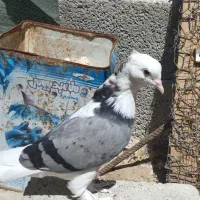 کبوتر تزیینی