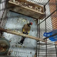 سهره|پرنده|اندیمشک, |دیوار