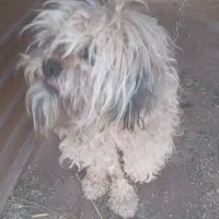 سگ پا کوتاه