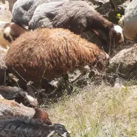 بره شیری، بزغاله ، گوسفند و بز