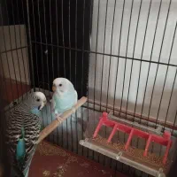 یک جفت مرغ عشق مولد|پرنده|ساری, |دیوار