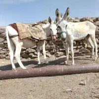 دوتا الاغ ماده جوان سالم گله