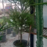 انواع گل|گل و گیاه طبیعی|گرگان, |دیوار