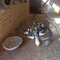 کبوتر|پرنده|نوده انقلاب, |دیوار