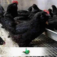 دفع بلاو چش زخم واج نه باذبح مرغ خونی خروس گوسفند|حیوانات مزرعه|مشهد, سرافرازان|دیوار