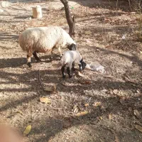 میش بره دار جون|حیوانات مزرعه|سیرجان, |دیوار