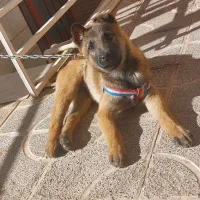 واگذاری مالینویز