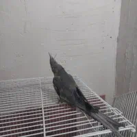 عروس‌هلندی|پرنده|بندر ماهشهر, |دیوار