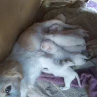 واگذاری توله سگ اشپیتز|سگ|داران, |دیوار