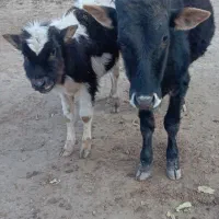 2عددگوساله نر قیمت  ۹۰تومان|حیوانات مزرعه|گلی داغ, |دیوار
