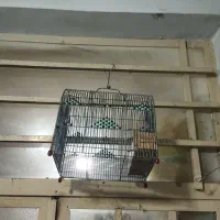 2عدد قفس سهره قیمت دونه 750000هزار تومن یک کلام|لوازم جانبی حیوانات|شیراز, شهرک قمشه|دیوار