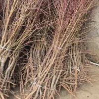 نهال بادام استاندارد نهالستانی موجودی محدود|خدمات باغبانی و درختکاری|بافت, |دیوار