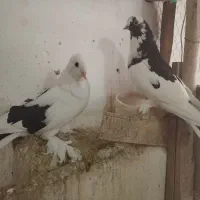 کفتر