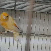 قناری نر موزاییکی