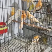 فروش قناری نر وماده|پرنده|بهبهان, |دیوار