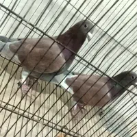 مسافتی|پرنده|یزد, |دیوار