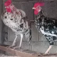 خروس گلین