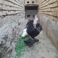 خروس سالم