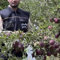 ارائه نهال سیب جرومین