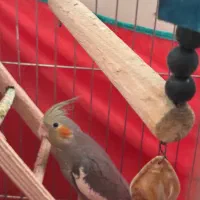 عروس هلندی سه و پنج ماهه