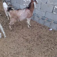 تعدادی کهره نر خو ب و تعدادی کهره ماده خوب|حیوانات مزرعه|بوشهر, |دیوار