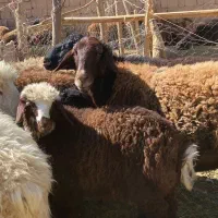 میش افشار قزل افشار، ترکی ، بره دار