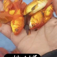 ماهی قرمز . گلدفیش . کوی|ماهی|کیاشهر, |دیوار