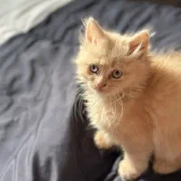 حیوون خونگی|گربه|دزفول, |دیوار