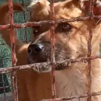 توله سرخ قدرجونی