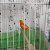 قناری|پرنده|سیرجان, |دیوار