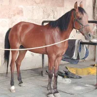 اسب کلاسی و پرشی مادیان ترکمن مدرک دار