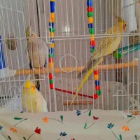 عروس هلندی|پرنده|تربتحیدریه, بالا ولایت|دیوار