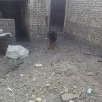 سک نر 2ساله ژرمن شیپر اصل|سگ|جعفرآباد, |دیوار