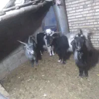 بز و گوسفند|حیوانات مزرعه|لالی, |دیوار