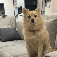 سگ فوق مفقود شده