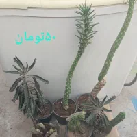 فروش تعدادی کاکتوس|گل و گیاه طبیعی|بهارستان, |دیوار
