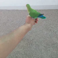 فروش کوتوله دستی بازیگوش