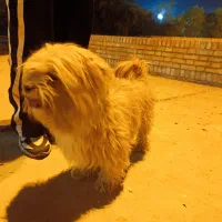 واگذاری شیتزو|سگ|شوشتر, |دیوار