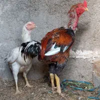 جوجه لاری اصیل