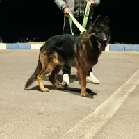 ژرمن شپرد نر|سگ|شراء, |دیوار