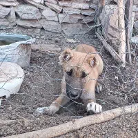 توله نر ذات دار|سگ|تربت‌حیدریه, پیشکوه|دیوار