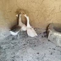 غاز وقوغاز