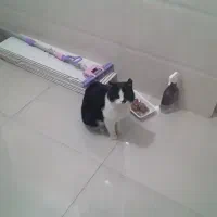 واگذاری رایگان گربه حمایتی