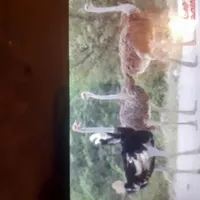 فروش شترمرغ مولد