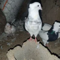 کبوتر طوقی|پرنده|دیواندره, |دیوار